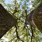 Suivez-nous-pour-un-bain-de-forêt